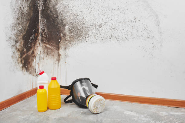 Best Office Mold Removal Services  in Marion, SC