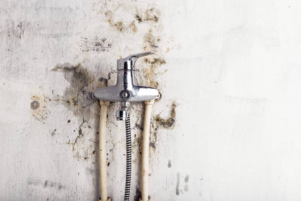 Best Mold Damage Repair  in Marion, SC