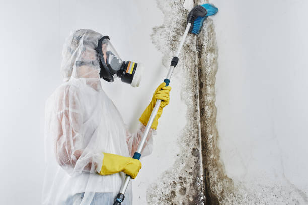 Best Certified Mold Removal  in Marion, SC