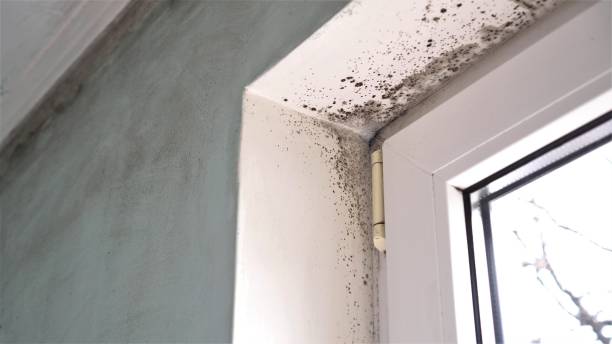 Best Office Mold Removal Services  in Marion, SC