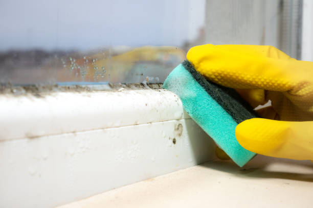 Best Emergency Mold Removal  in Marion, SC