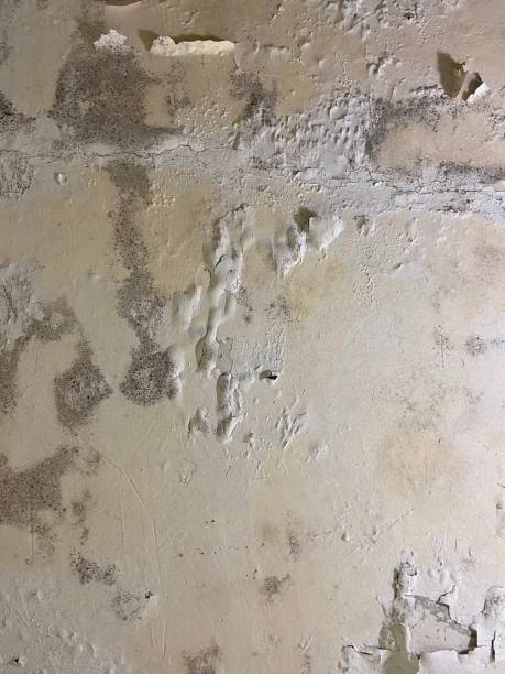 Professional Mold Removal in Marion, SC