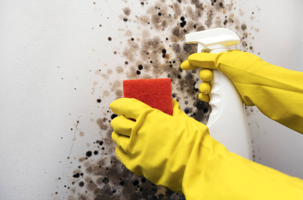 Mold Testing and Removal in Marion, SC
