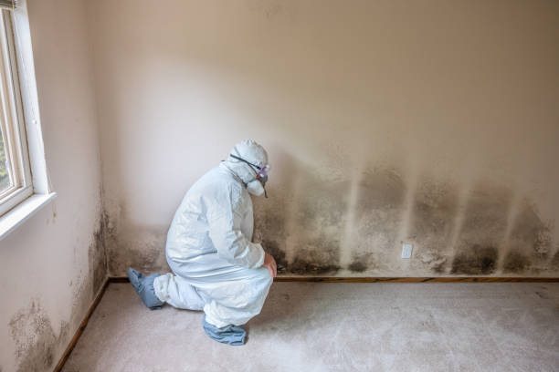 Best Black Mold Removal  in Marion, SC