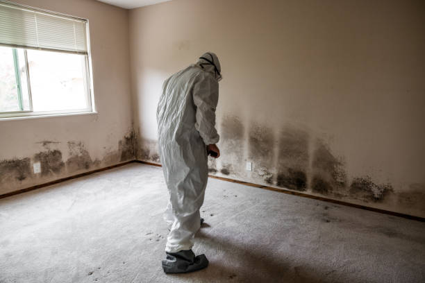 Best Mold Removal Company Near Me  in Marion, SC