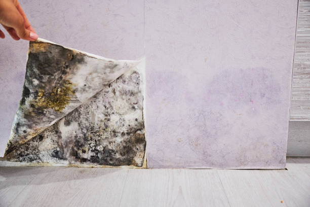 Best Mold Testing and Removal  in Marion, SC